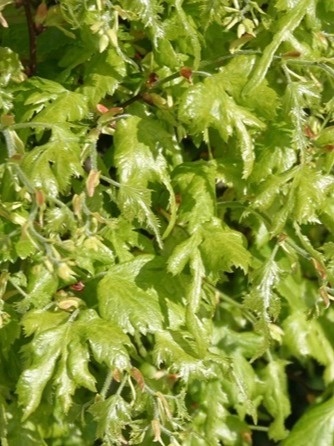 Lipa szerokolisna strzępolistna 'Laciniata"