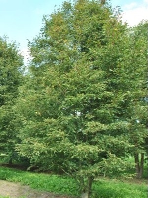 Lipa szerokolisna strzępolistna 'Laciniata"