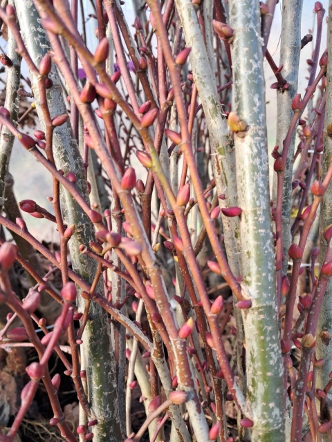 Lipa szerokolisna strzępolistna 'Laciniata"