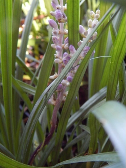 Liriope szafirkowata - Liriope muscari P-11