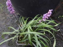 Liriope szafirkowata - Liriope muscari