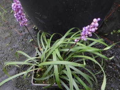 Liriope szafirkowata - Liriope muscari Liriope szafirkowata - Liriope muscari