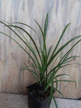 Liriope szafirkowata - Liriope muscari