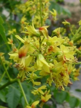 MYDLENIEC WIECHOWATY Koelreuteria paniculata