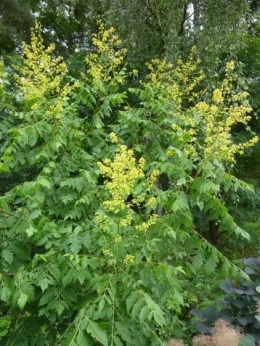 MYDLENIEC WIECHOWATY Koelreuteria paniculata