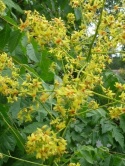 MYDLENIEC WIECHOWATY Koelreuteria paniculata