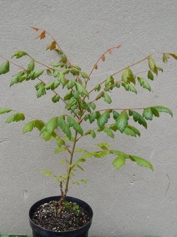 MYDLENIEC WIECHOWATY Koelreuteria paniculata MYDLENIEC WIECHOWATY Koelreuteria paniculata