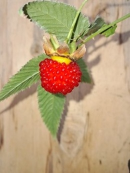 Malinotruskawka - Rubus illecebrosus