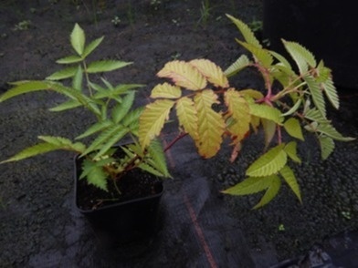 Malinotruskawka - Rubus illecebrosus Malinotruskawka - Rubus illecebrosus