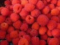 Malinotruskawka - Rubus illecebrosus