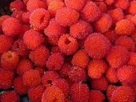 Malinotruskawka - Rubus illecebrosus Malinotruskawka - Rubus illecebrosus