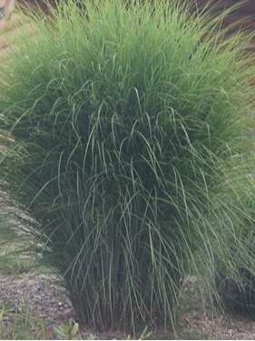 Miskant chiński 'Gracillimus'