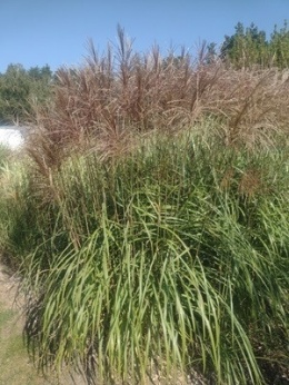 Miskant chiński -Miscanthus ,Malepartus' (C2)