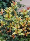 Osmantus kolczasty - Osmanthus heterophyllus 'Tricolor'