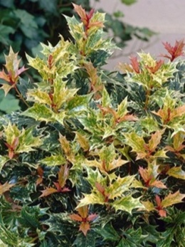Osmantus kolczasty - Osmanthus heterophyllus 'Tricolor'