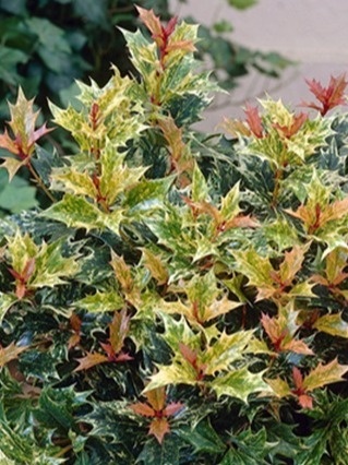 Osmantus kolczasty - Osmanthus heterophyllus 'Tricolor'