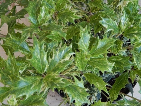 Osmantus kolczasty - Osmanthus heterophyllus 'Tricolor'