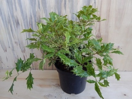 Osmantus kolczasty - Osmanthus heterophyllus 'Tricolor'