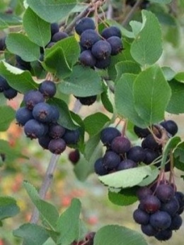 Świdośliwa olcholistna Amelanchier alnifolia 'Smoky'