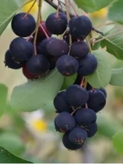Świdośliwa olcholistna Amelanchier alnifolia 'Thiessen'