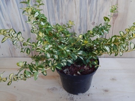 Trzmielina Fortune'a 'Blondy' Trzmielina Fortune'a 'Blondy'