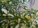 Trzmielina Fortune'a 'Blondy'