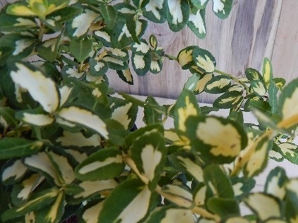 Trzmielina Fortune'a 'Blondy' Trzmielina Fortune'a 'Blondy'