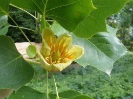 Tulipanowiec amerykański - Liriodendron tulipifera 100cm