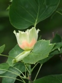 Tulipanowiec amerykański - Liriodendron tulipifera 40cm