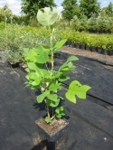 Tulipanowiec amerykański - Liriodendron tulipifera 40cm