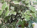 Tzmielina Euonymus fortunei 'Emerald Gaiety