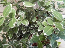 Tzmielina Euonymus fortunei 'Emerald Gaiety