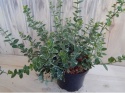 Tzmielina Euonymus fortunei 'Emerald Gaiety