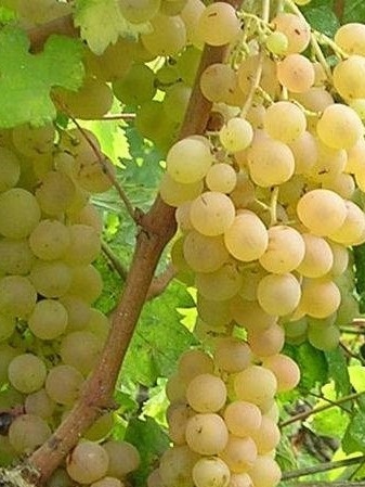 Winorośl 'Bianca' w doniczce 2l Winorośl 'Bianca' w doniczce 2l
