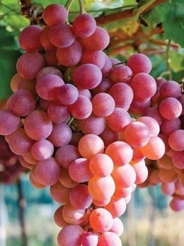 Winorośl 'Swenson Red' w doniczce 2l