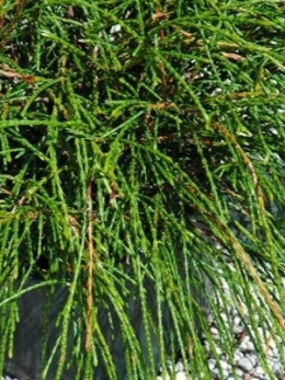Żywotnik olbrzymi - Thuja plicata 'Whipcord'