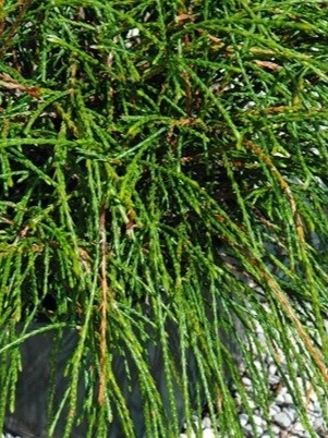 Żywotnik olbrzymi - Thuja plicata 'Whipcord'